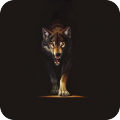 Wolves HQ Live Wallpaper icon
