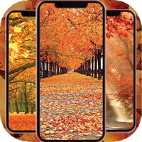 Fall Wallpaper 4K icon