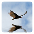 3D Bird Live Wallpaper icon