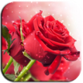 3D Rose icon