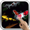 Magic touch: Koi Fish icon
