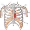 Anatomy icon