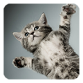 Animals Live Wallpaper 2.1