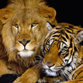 Animals Sounds icon