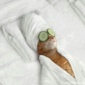Funny Pictures icon