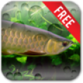 Arowana Free icon