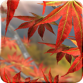 Autumn Tree Free 1.4