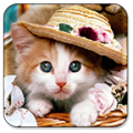 Cat Live Wallpaper 1.20