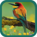 Birds Ringtones icon