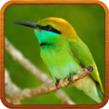 BirdSound Ringtones icon