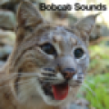 Bobcat Sounds icon