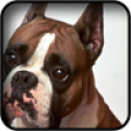 Boxer Dog Wallpapers icon