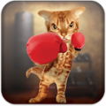 Boxing Cat icon