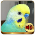 Budgerigar Ringtones icon