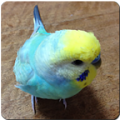 Budgerigar Sounds icon