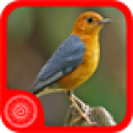 Burung Anis Merah icon