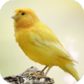 Canary Bird Sounds 2.0