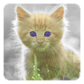 Cat Live Wallpaper icon