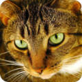 Cat Puzzles icon