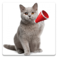 Cat Sounds icon