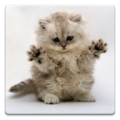 Cat Wallpapers! icon