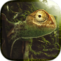 Chameleon Live Wallpaper icon