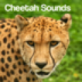 Cheetah Sounds icon
