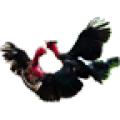 Chicken Fight icon