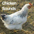 Chicken Sounds 2.0