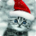 Chritmas Cat icon