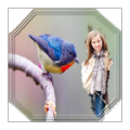 Colourful Birds Photo Frames icon