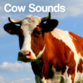 Cow Sounds icon