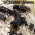 Cricket Sounds 1.0