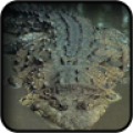 Crocodile Wallpapers icon