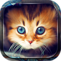 Cute Cats Live Wallpaper 4.1