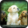 Cute Dogs Wallpapers icon