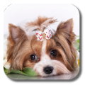 Cute Puppy icon