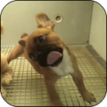 Cute puppy licks glass icon