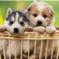 Cute Puppy Wallpapers HD 1.1