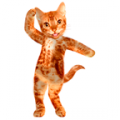 Dancing Cat icon