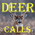 Deer Calls HD 1.96