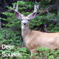Deer Sounds icon