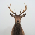 Deer Wallpapers icon