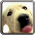 Dog Screen Cleaner LWP Free 1.2