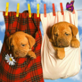 Dogs Free icon