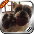 Dogs Licks Screen 3.0
