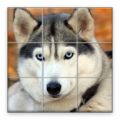 Dogs Puzzle 1.13