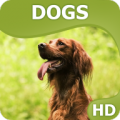 Dogs wallpapers icon