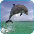 Dolphin 3d. Video Wallpaper 1.01