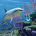 Dolphin CoralReef Trial 2.5.0